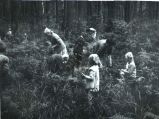 Zbieranie borówek. 12.VII.1965r.